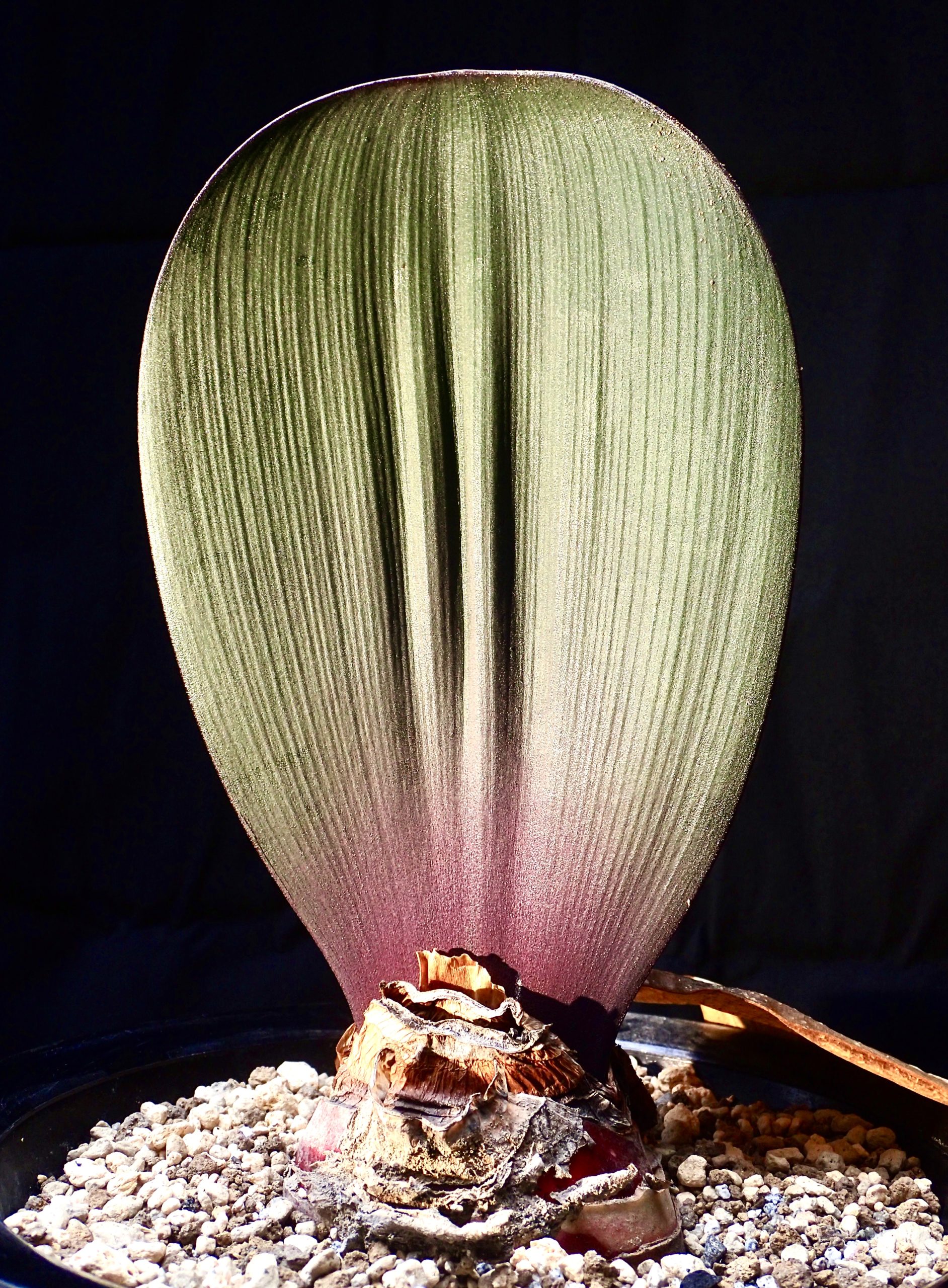 画像に alt 属性が指定されていません。ファイル名: fullsizeoutput_2bb-scaled.jpeg